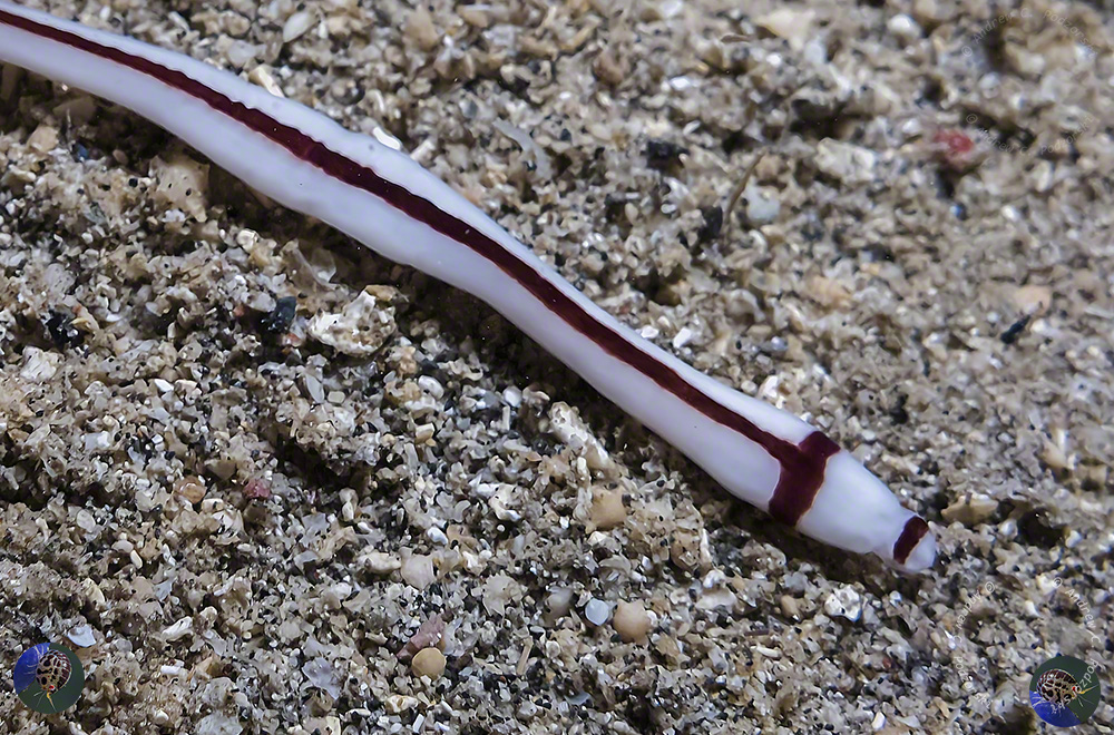 Baseodiscus hemprichii