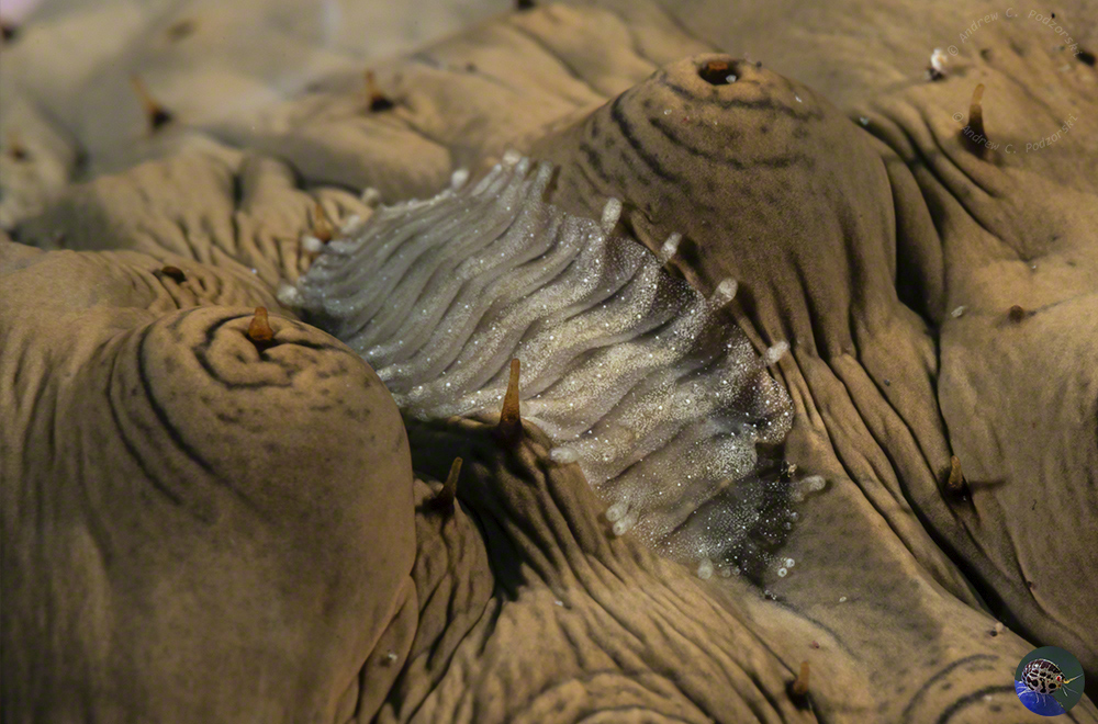 Gastrolepidia clavigera?