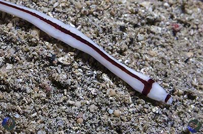 Baseodiscus hemprichii