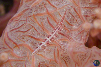 Australaugeneria sp.