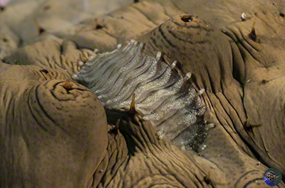 Gastrolepidia clavigera?