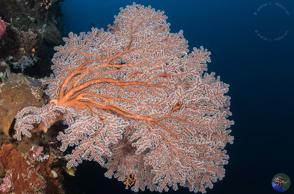 Indonesia, Togean Islands