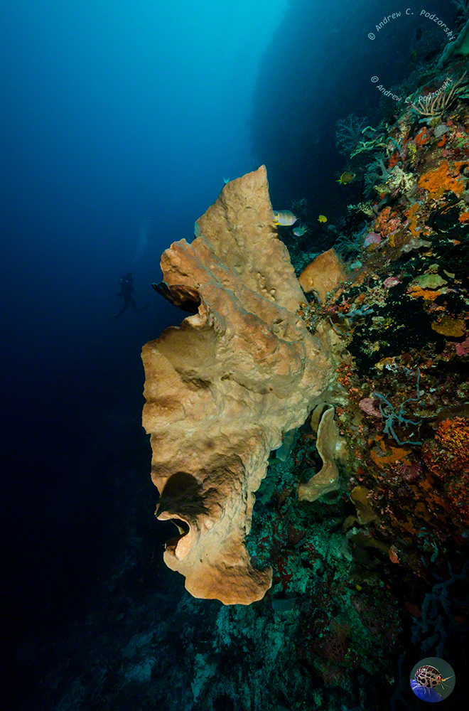 Indonesia, Sulawesi, Selayer