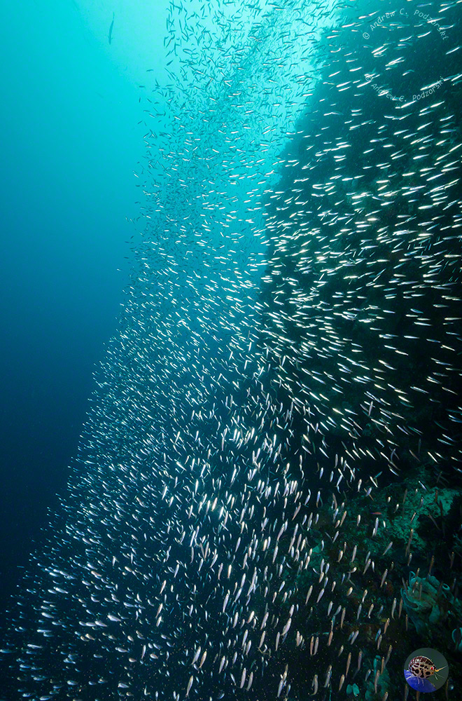 Indonesia, Sulawesi, Selayer