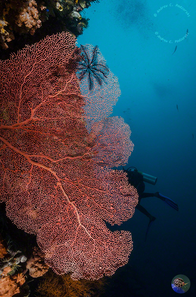 West Papua, Dampier Strait