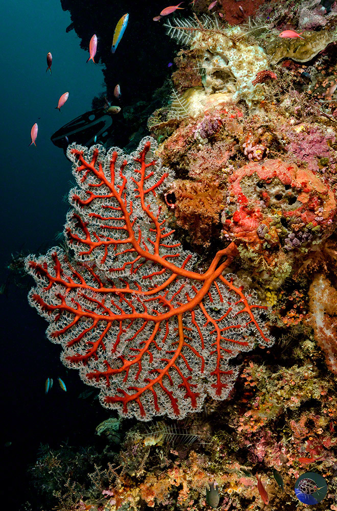 Indonesia, Sulawesi, Selayer