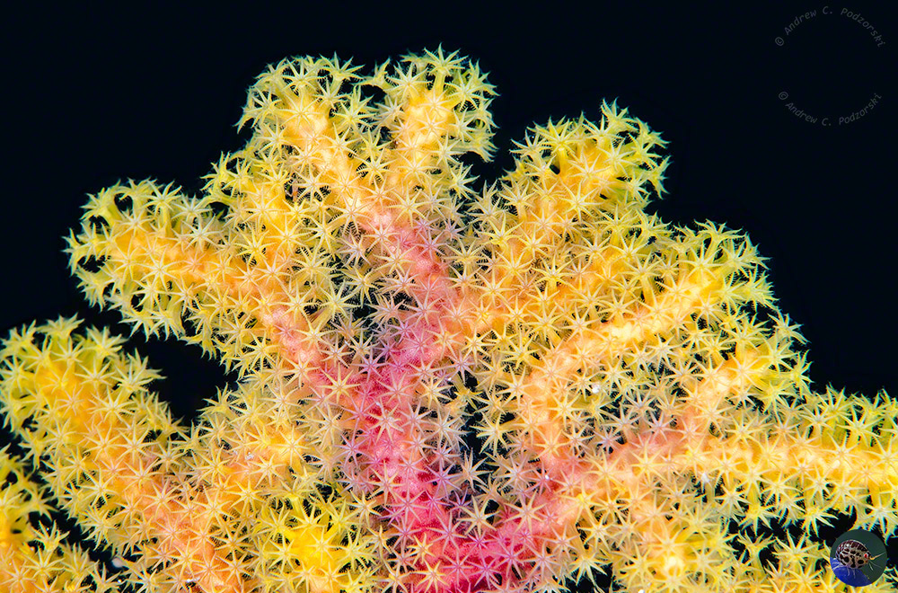 West Papua, west Wageo