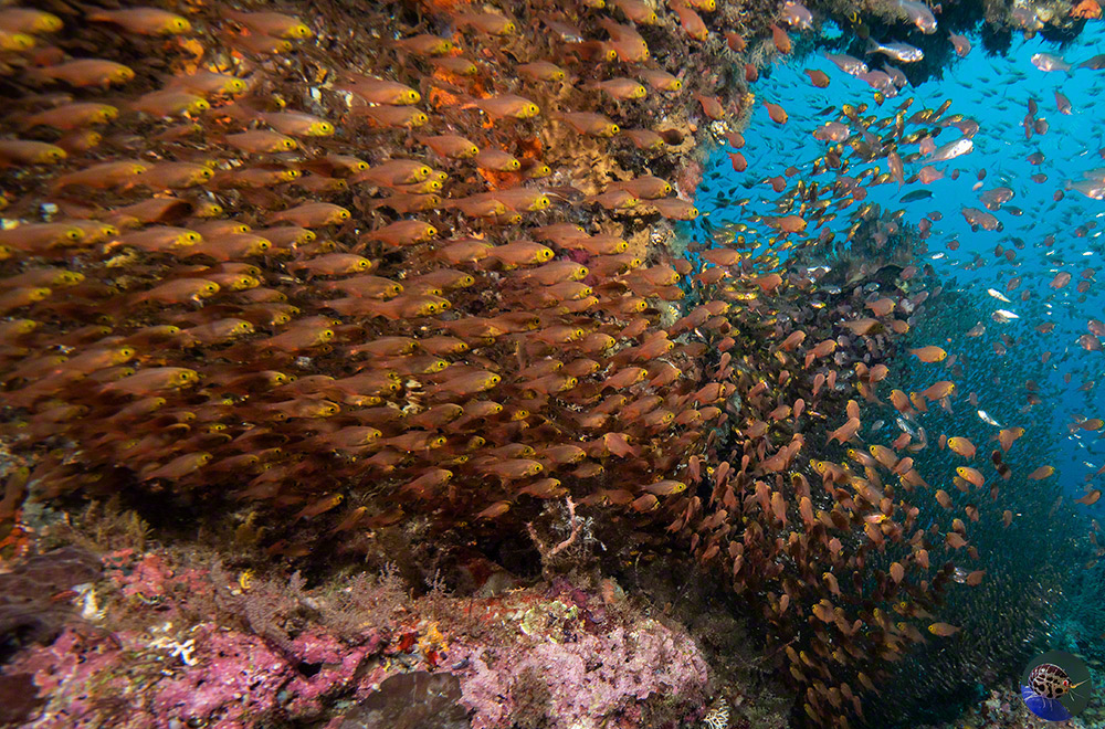 West Papua, Dampier Strait