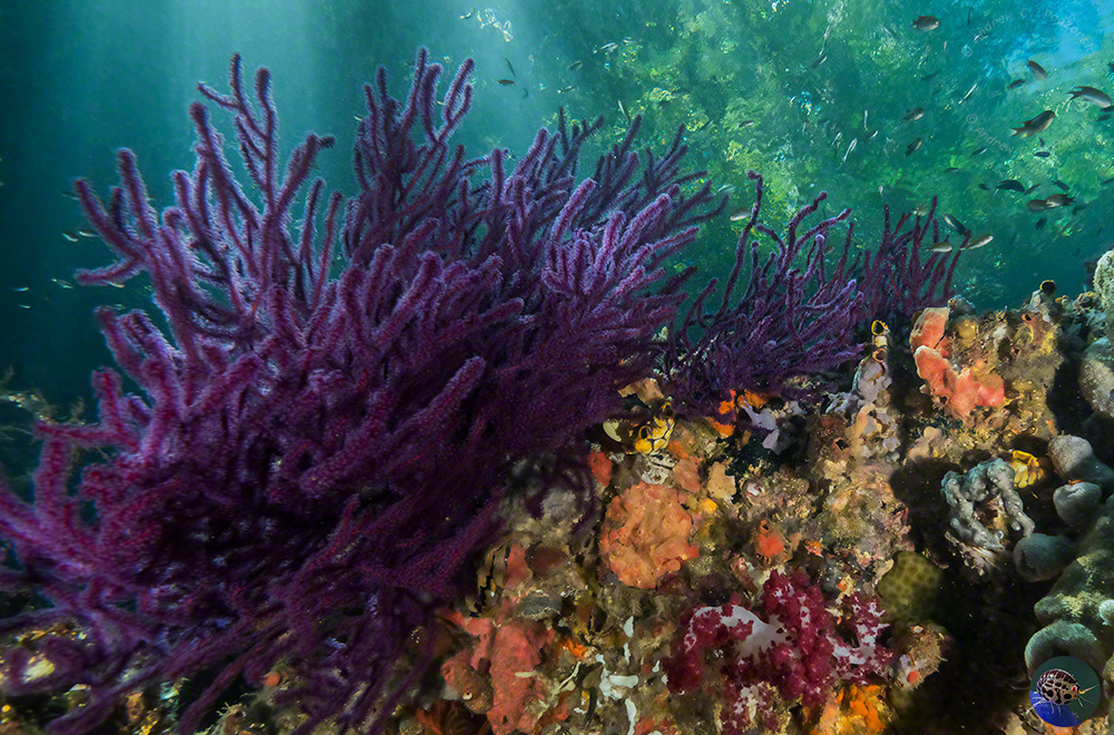 West Papua, Wageo, The Passage