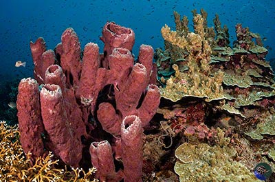 Indonesia, Togean Islands