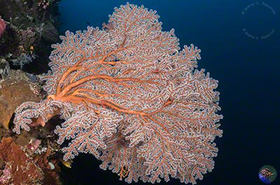 Indonesia, Togean Islands