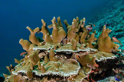 West Papua, Dampier Strait