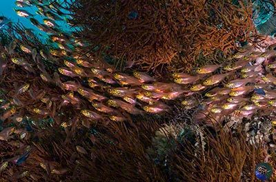 West Papua, Dampier Strait