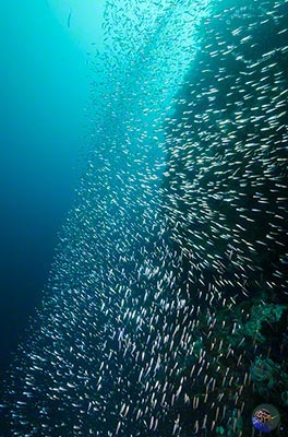 Indonesia, Sulawesi, Selayer