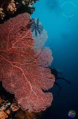West Papua, Dampier Strait