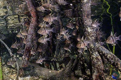 West Papua, Yembraimuk Utara