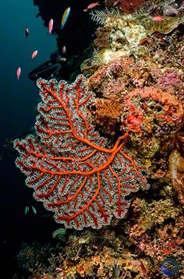 ndonesia, Sulawesi, Selayer