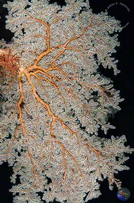 Indonesia Sulawesi Selayer