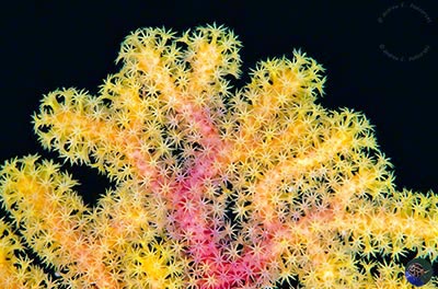 West Papua, west Wageo