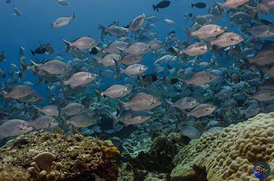 Indonesia, N. Sulawesi, Manado Tua