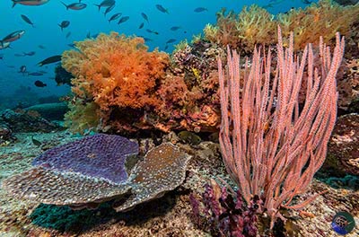 Indonesia, Halmahera, Kusu