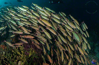 West Papua, Triton Bay