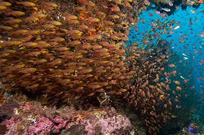 West Papua, Dampier Strait